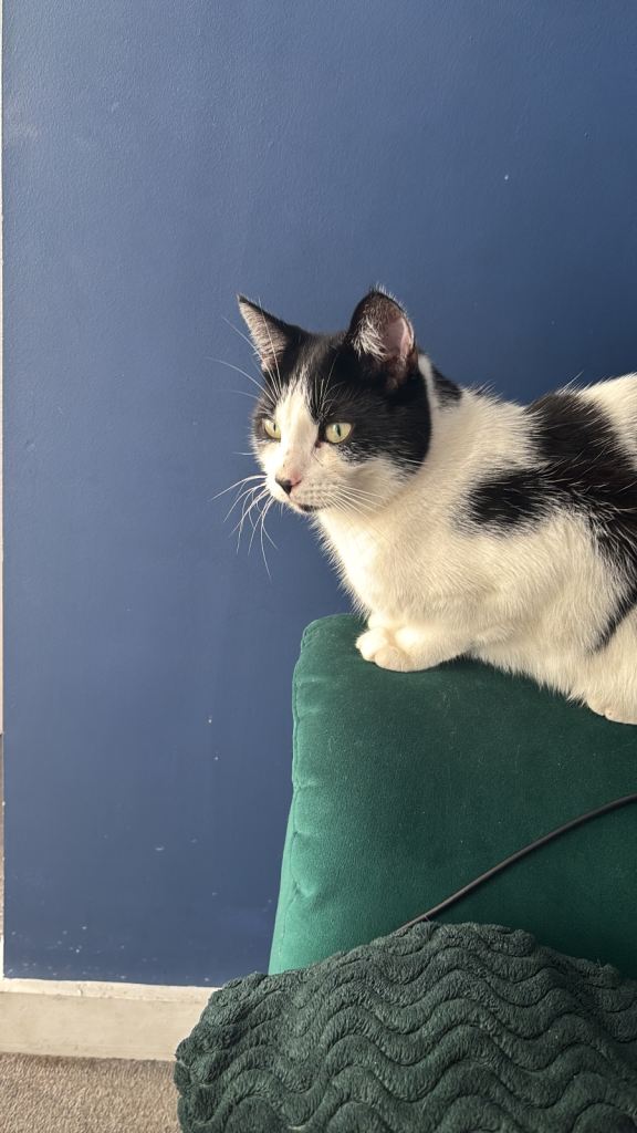 Black and white male cat 