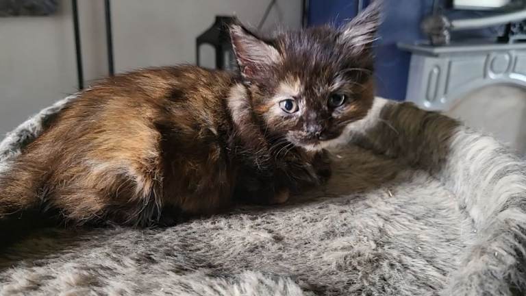 Mixed Breed Kittens