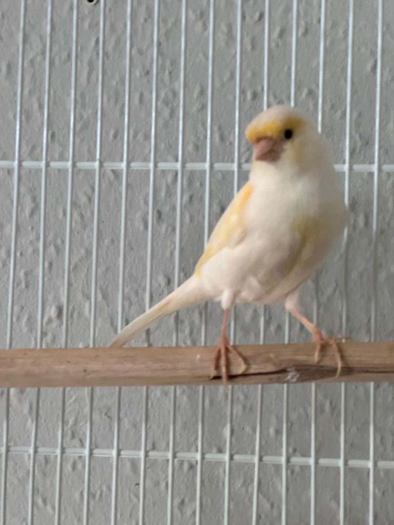 Beautiful canaries 