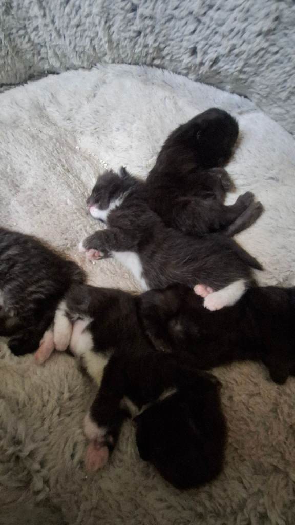  Kittens