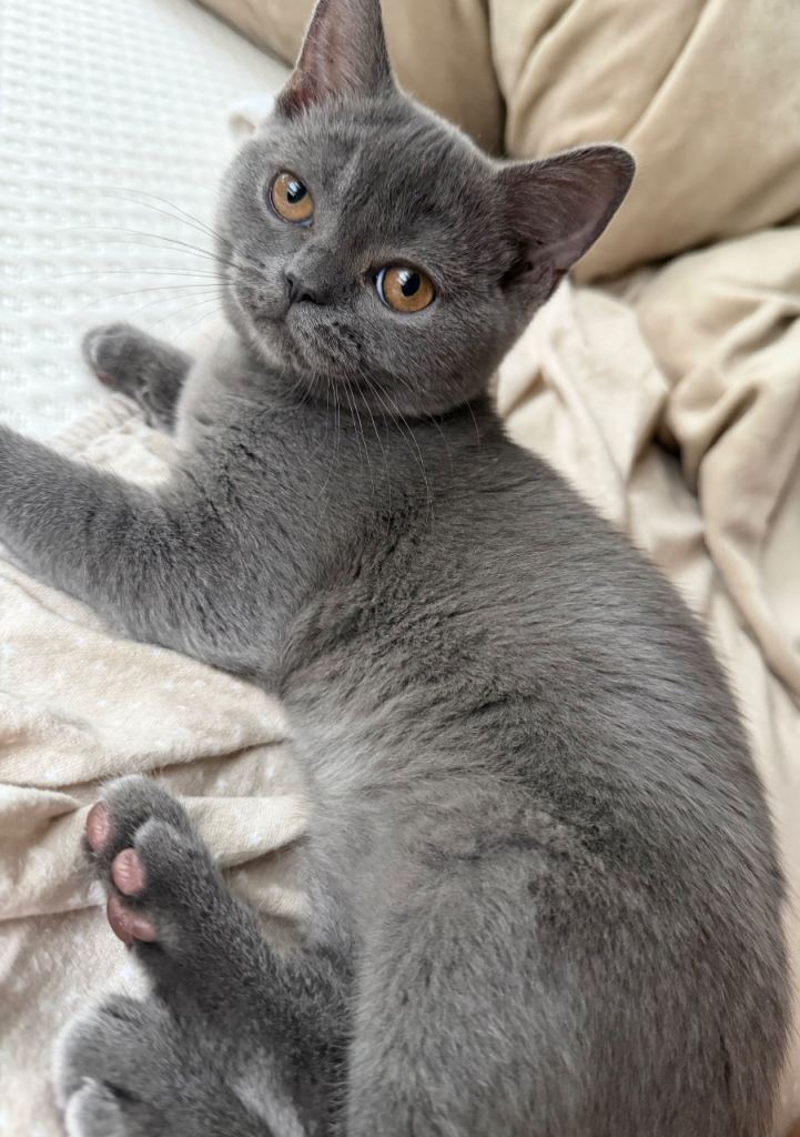 Scottish straight kitten for sale. 
