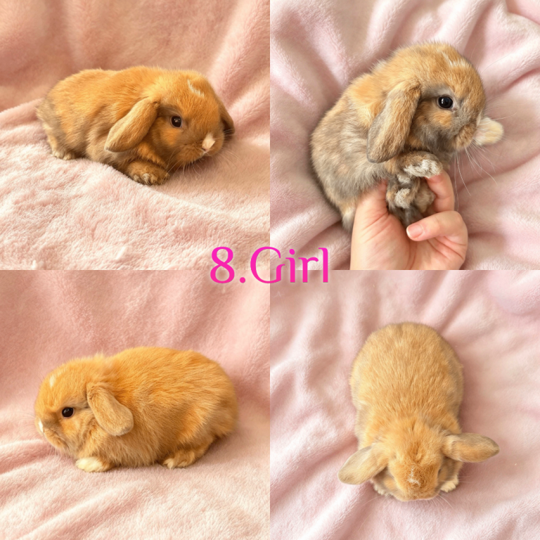 Baby Mini Lops (Ready from 18/10)