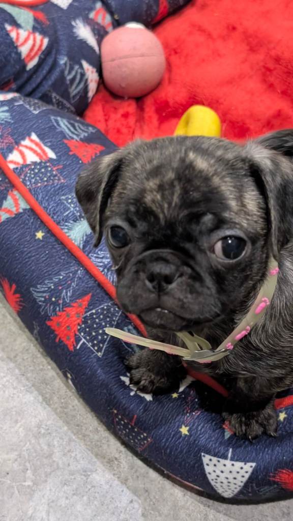 Pug puppies **reduced**