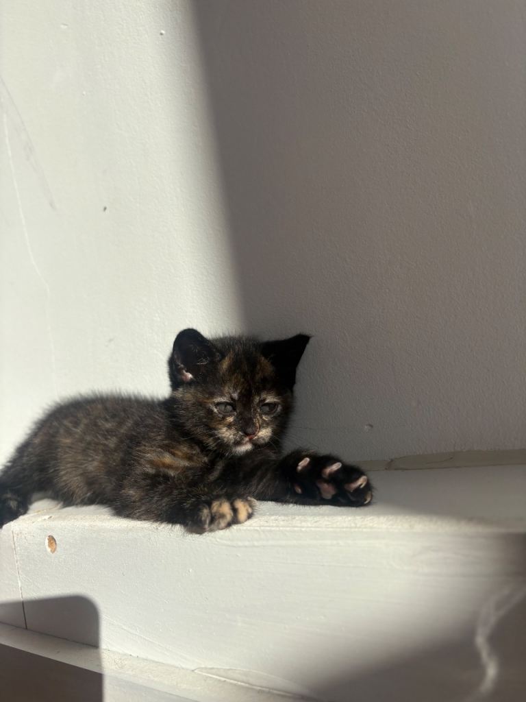 Kittens for sale