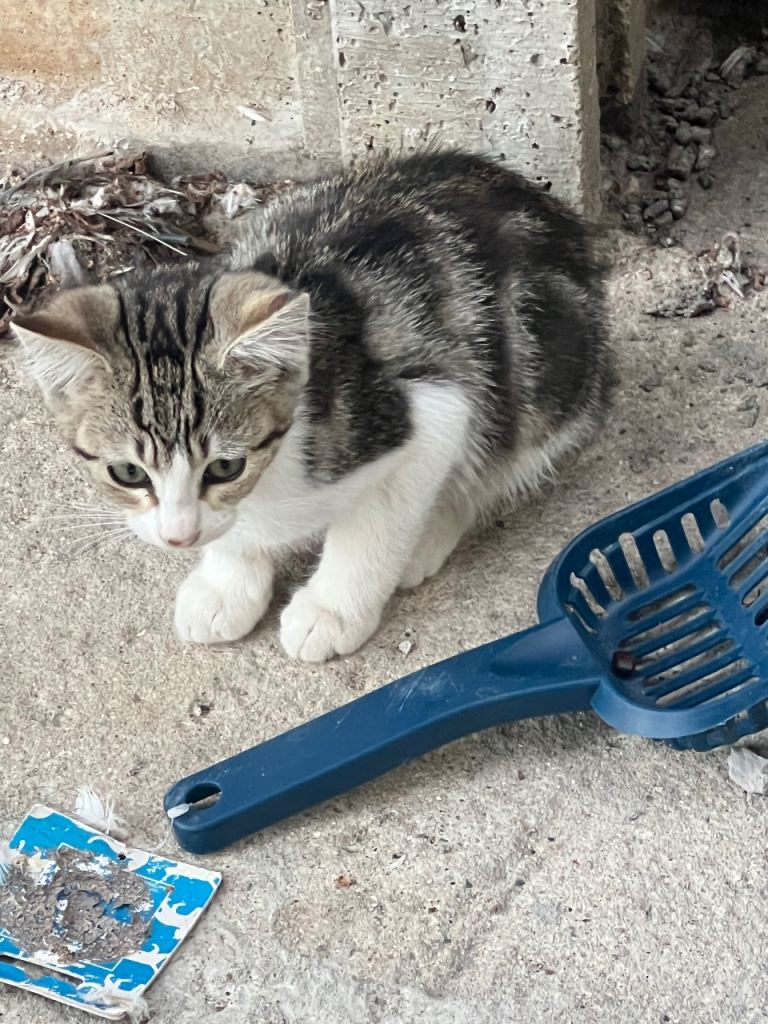 Kittens 