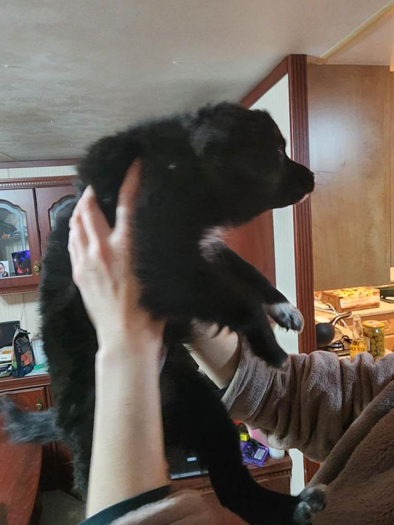 Furry puppies looking for new home 