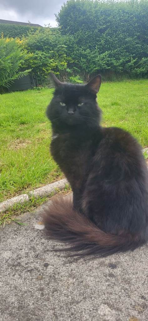 22 month old male cat