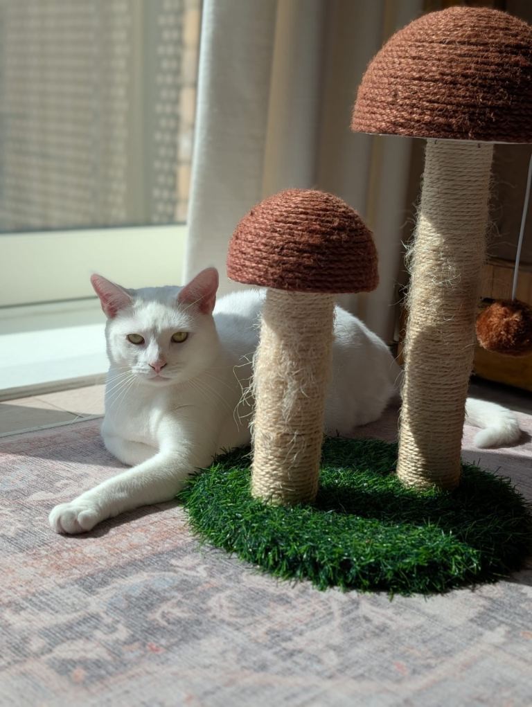 All White Cat