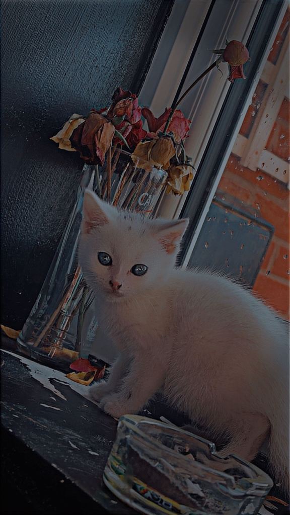 Male kitten