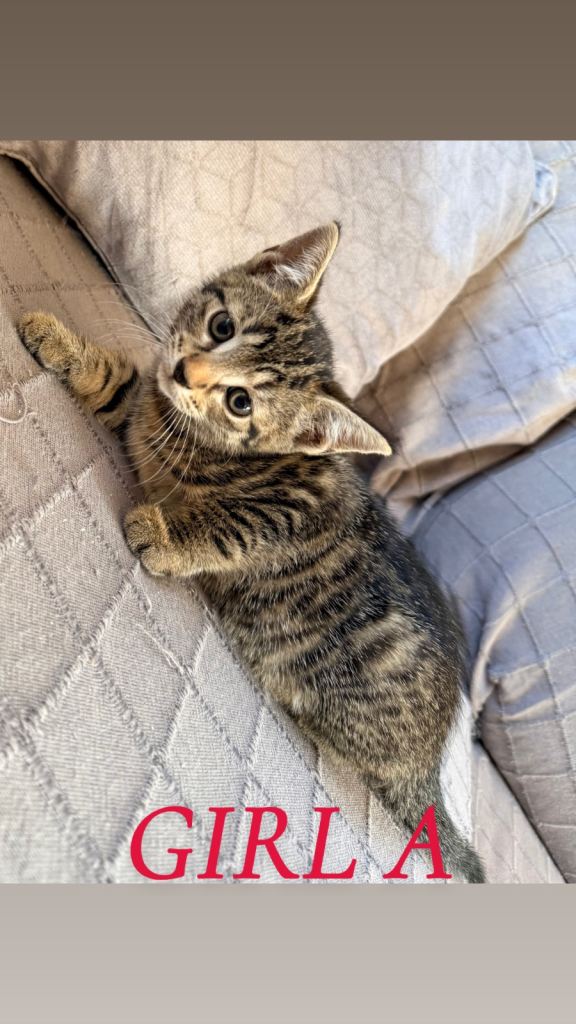 5 kittens ready to leave (3 male 2 female)