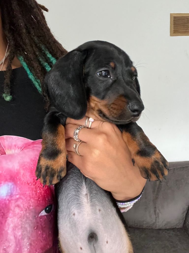 Cute dachshund puppy for sale!!!