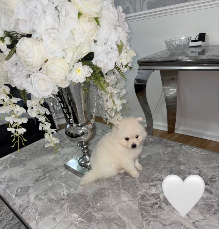 Japanese spitz puppy’s 