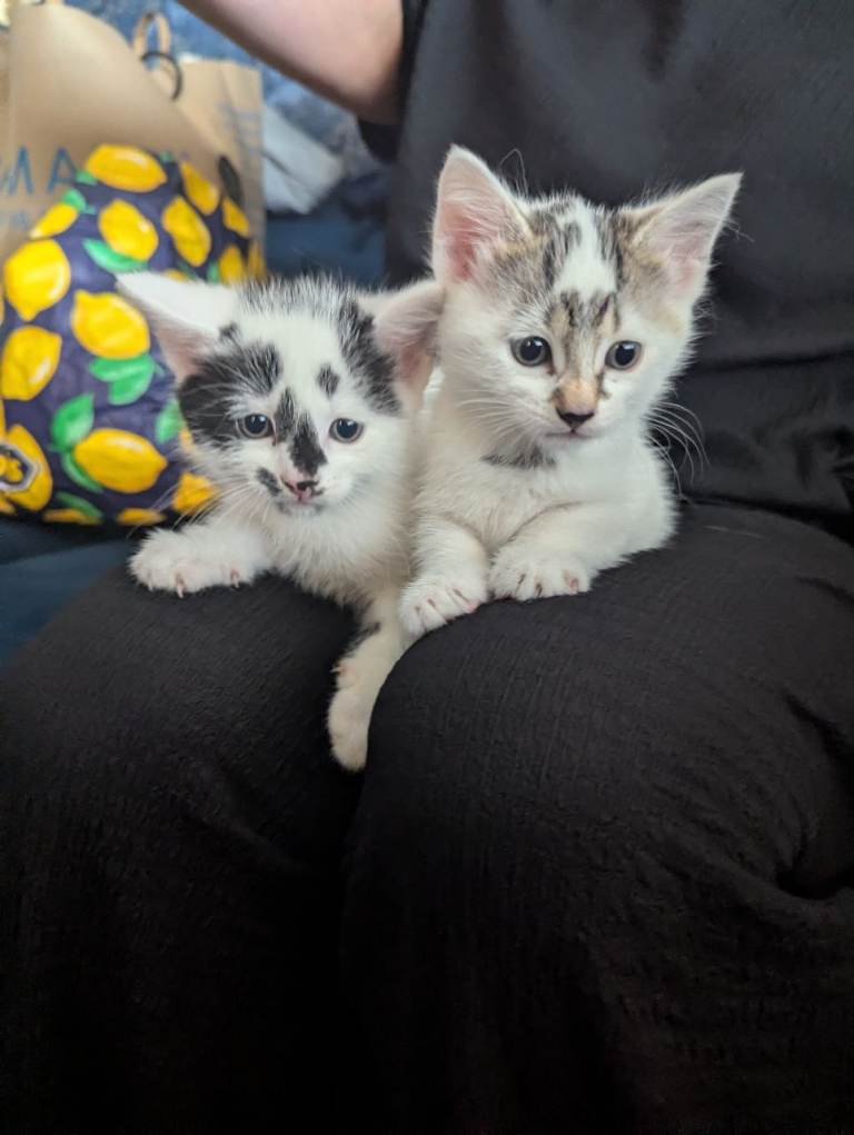 Kittens 