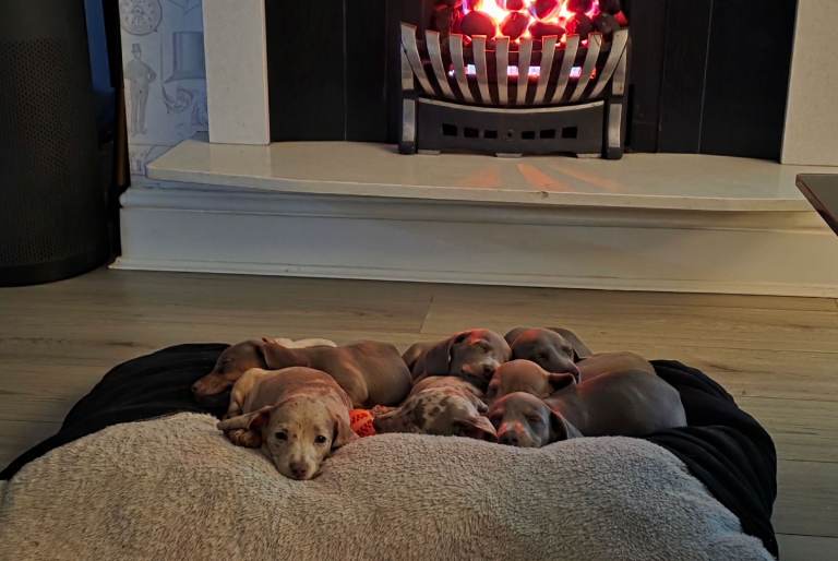 Pedigree miniature dachshund can leave on 30th September 