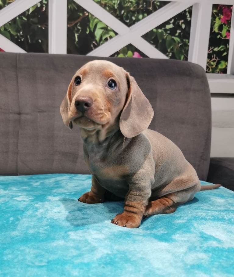 Three Musketeers Miniature Dachshund