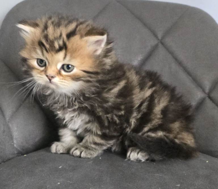 Highland Straight kittens looking for home