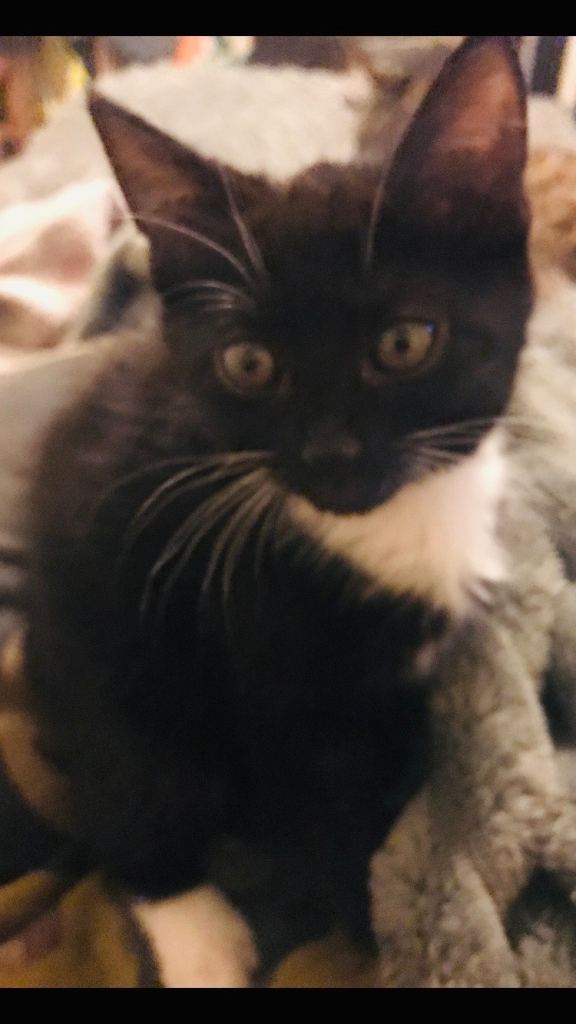 1 Beautiful Female kitten ready to go now ! 
