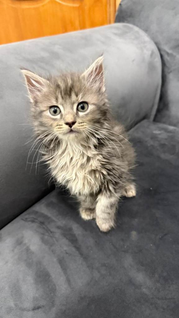 3 8week old kitten male  fluffy 