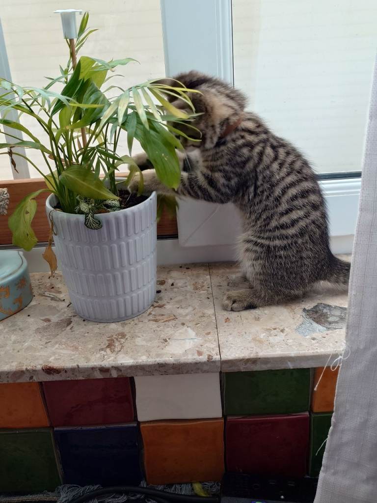 tabby kitten 90 black kitten 50 for sale 