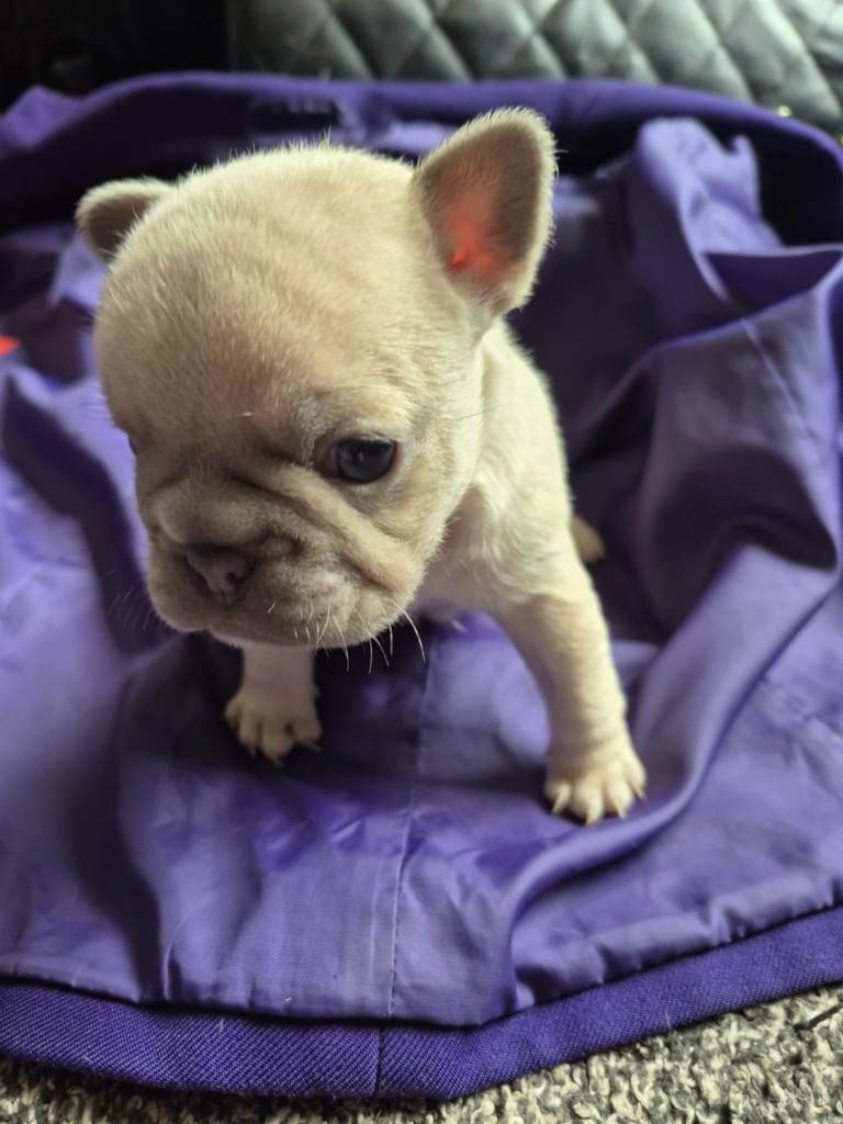 Only x1 boy left from 6. Rare breed french bulldog puppies for sale.