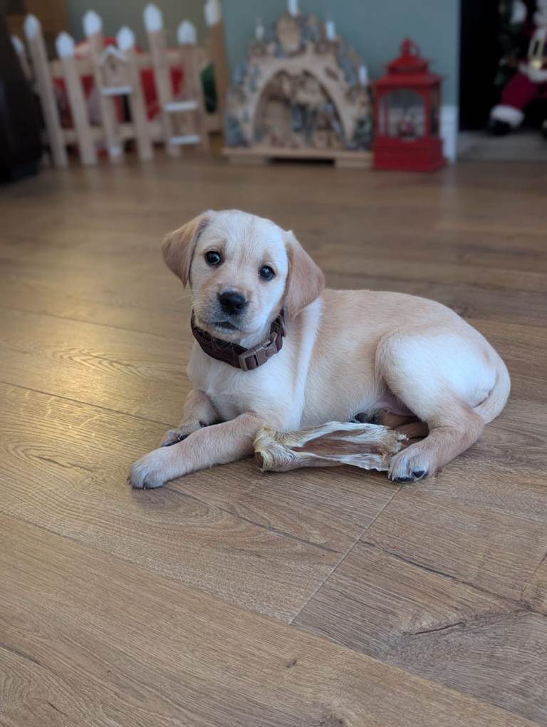 Golden retriever X red labrador puppy 
