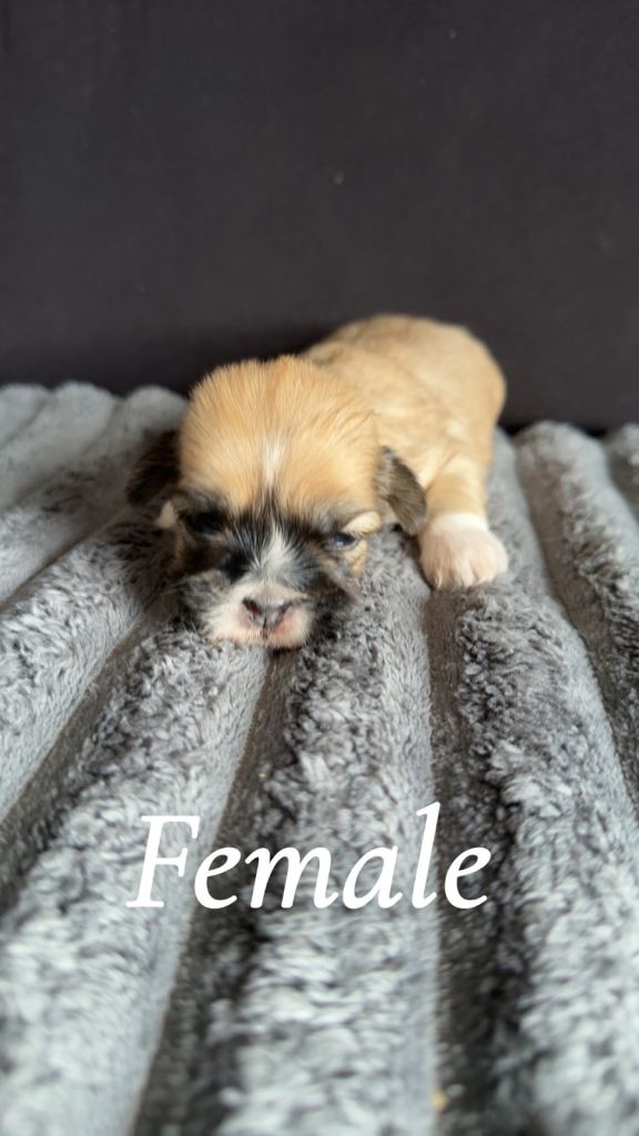 Lhasa Apso / Shihtzu Pups