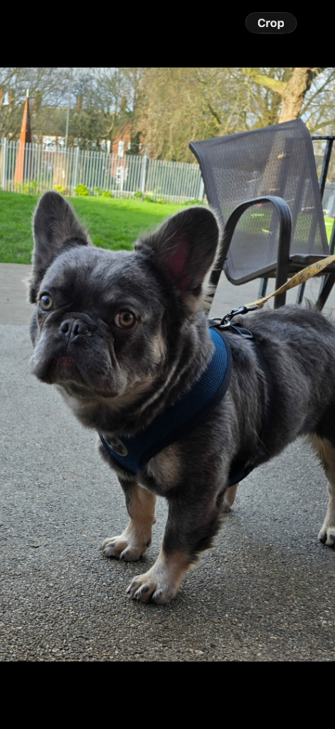 Fluffy French bulldog 