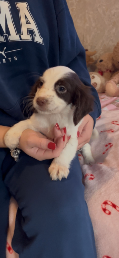 image for Cocker spaniel puppies