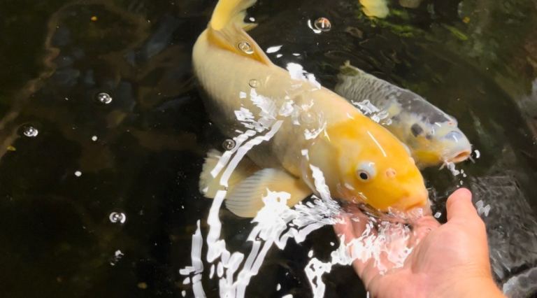 Koi for sale