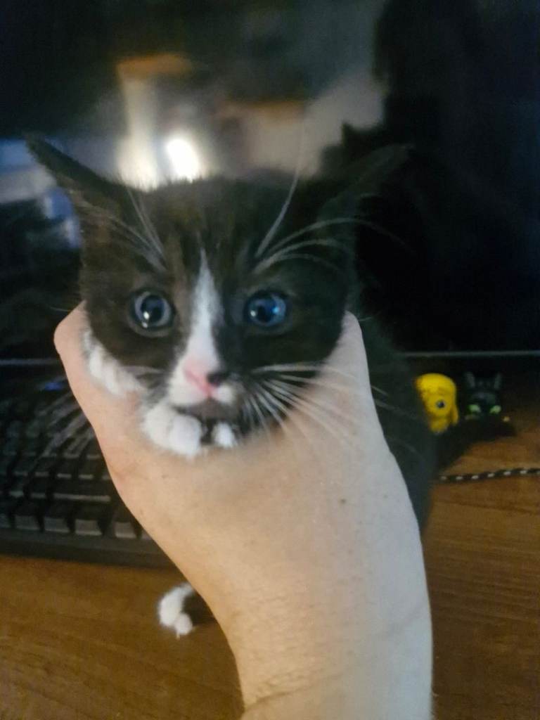 Lovely black and white kittens 