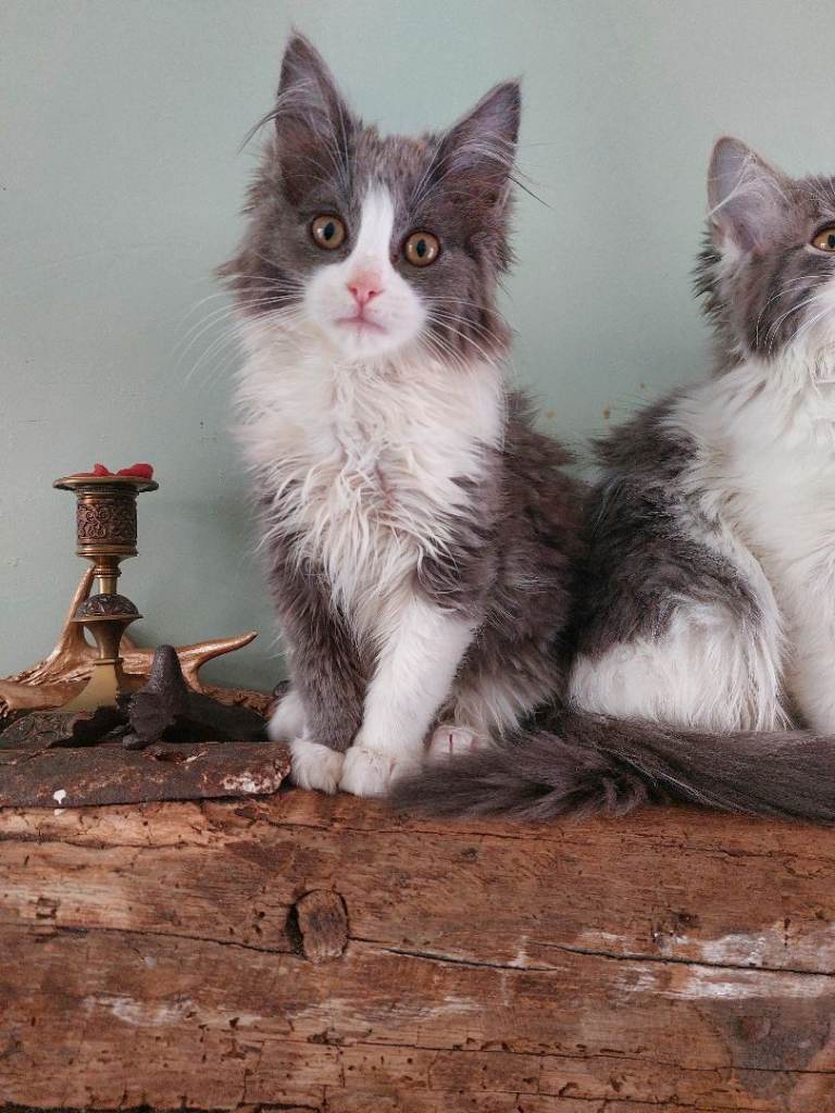 Maine coon x Ragdoll kittens 14 weeks 2 female 