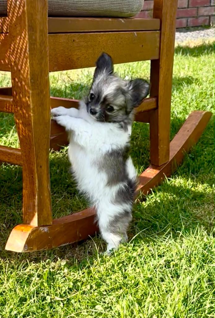  Beautiful 9 Week Old Male Long Coat Chihuahua 