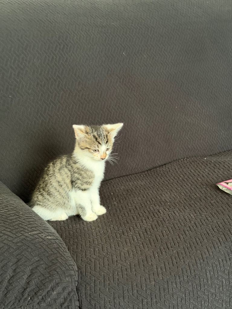 Playful kittens for sale 