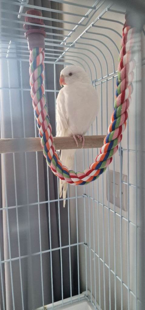 WHITE PRINCESS PARROT. Cage included.