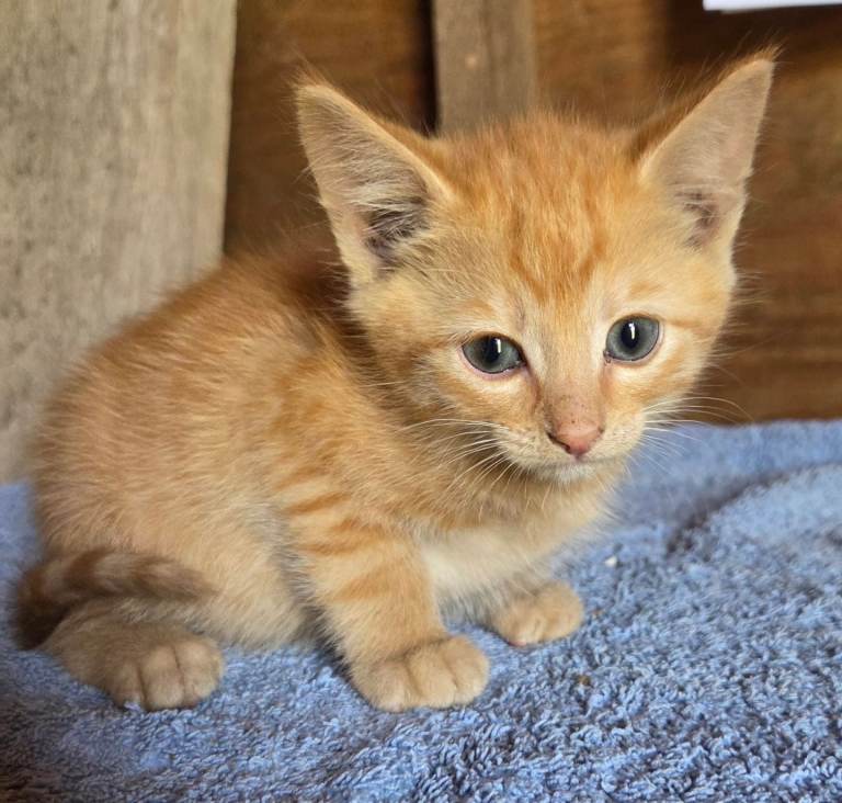 Special coloured kittens READY NOW