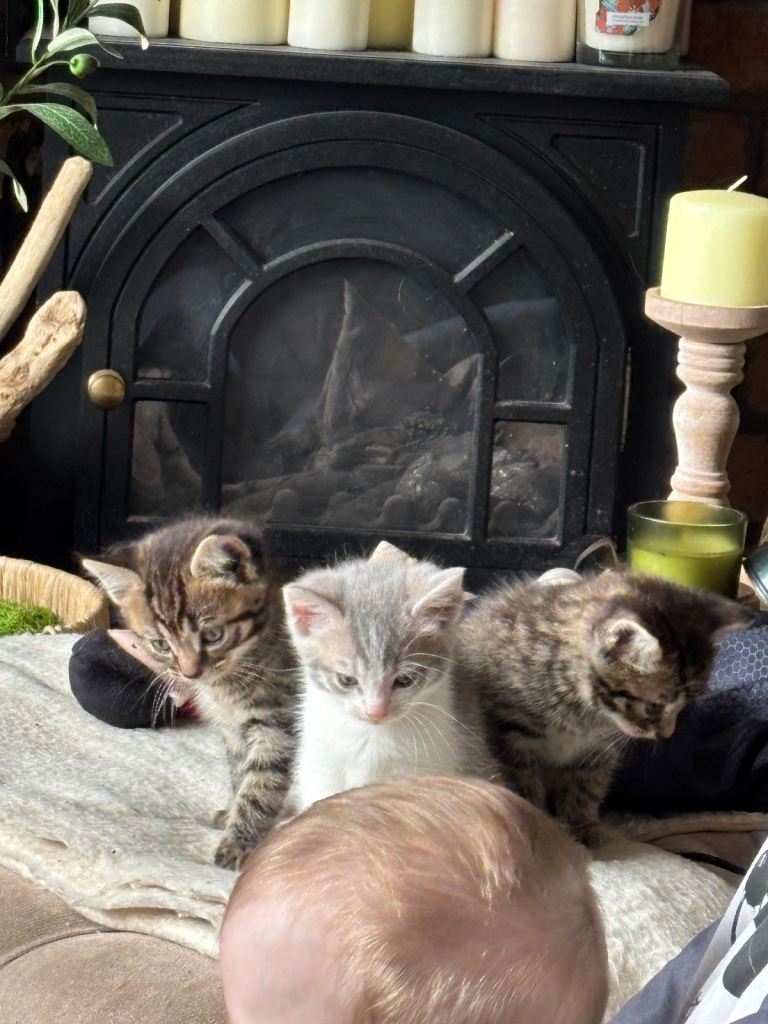 Kittens 