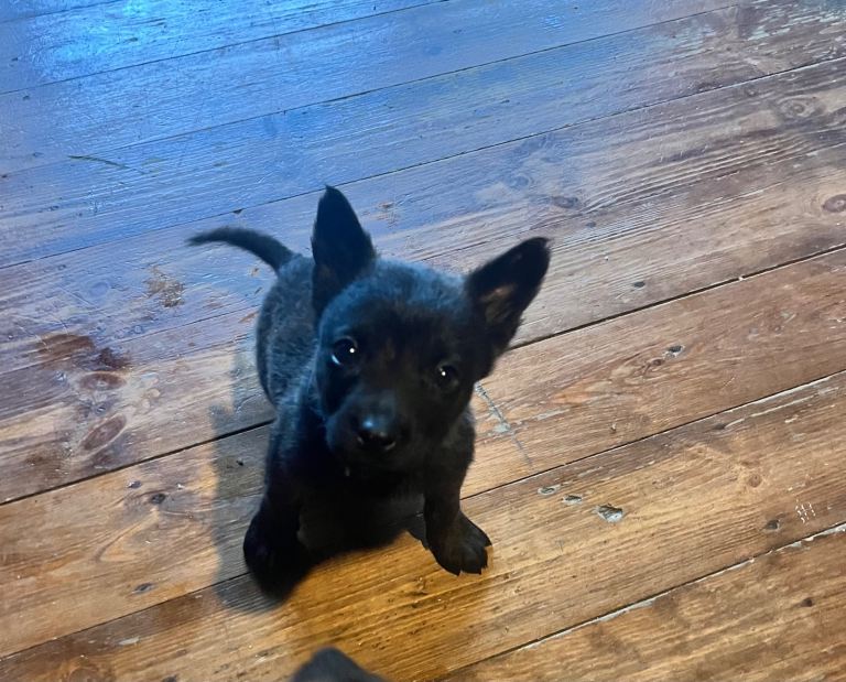 Belgium Mali x shepherd 