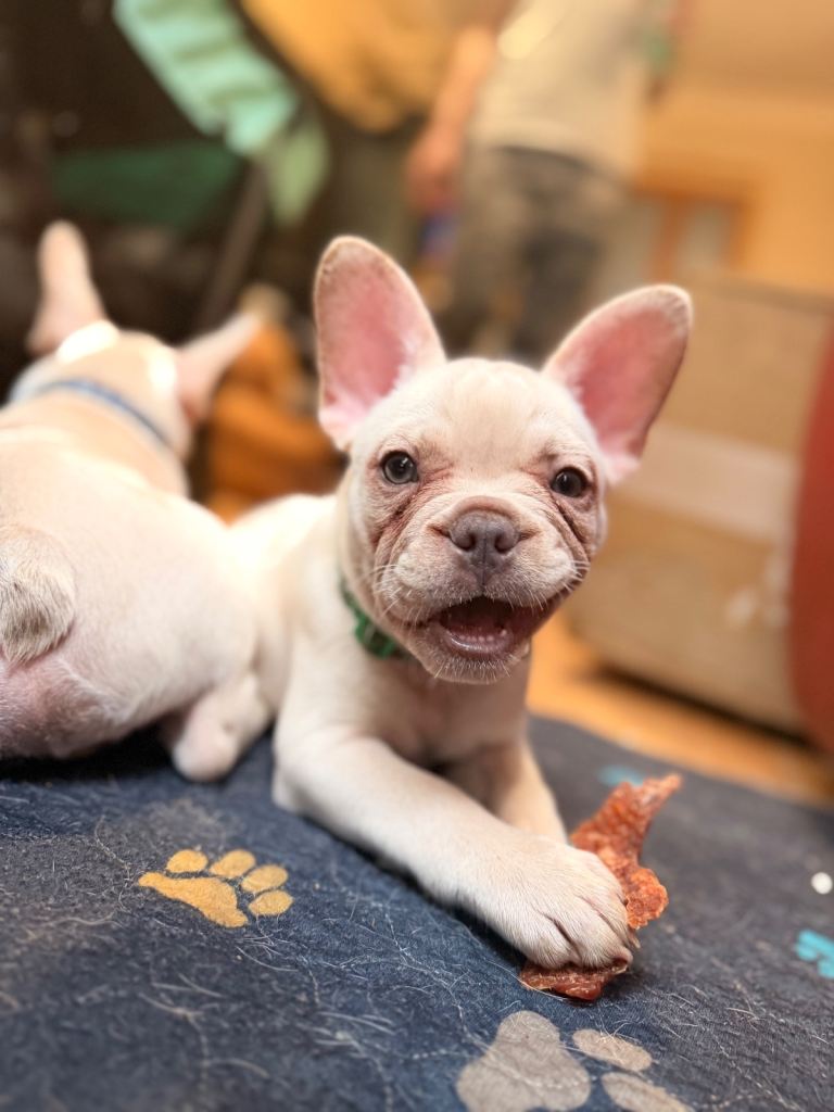 Beautiful White Frenchies LAST 2 GIRLS