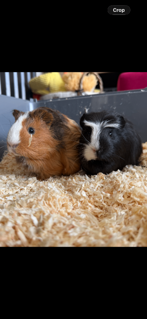 Guinea pigs 