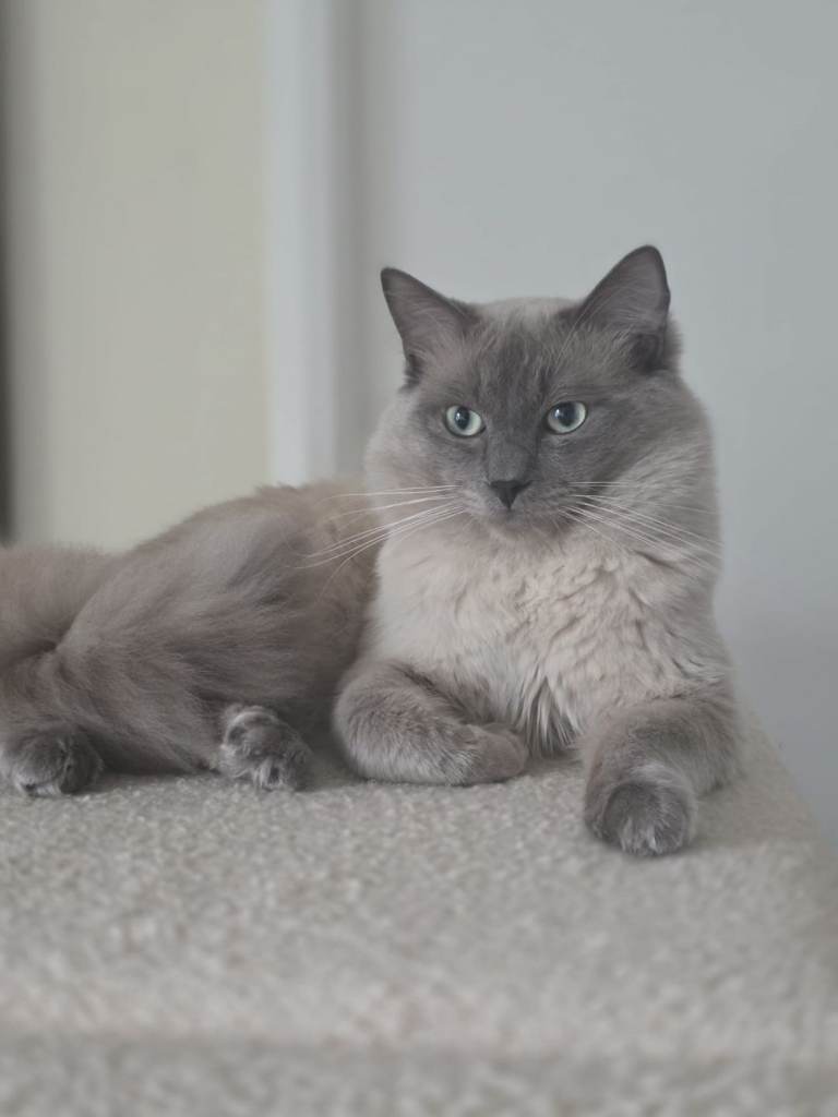 Male Ragdoll cat
