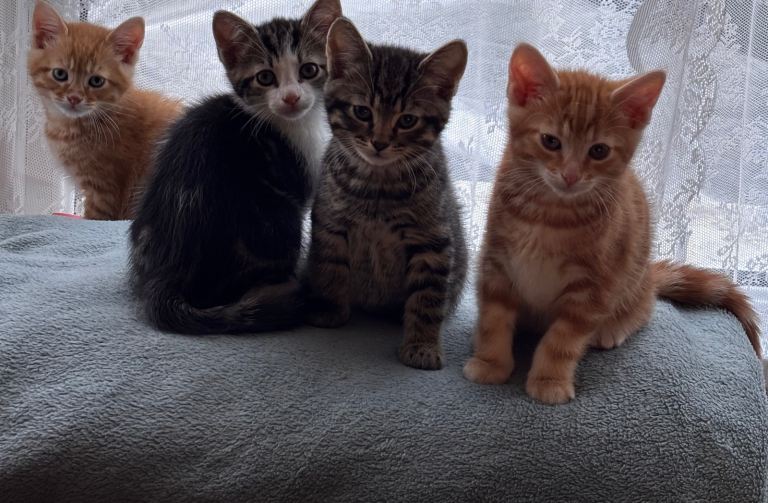 Kitten for sale 