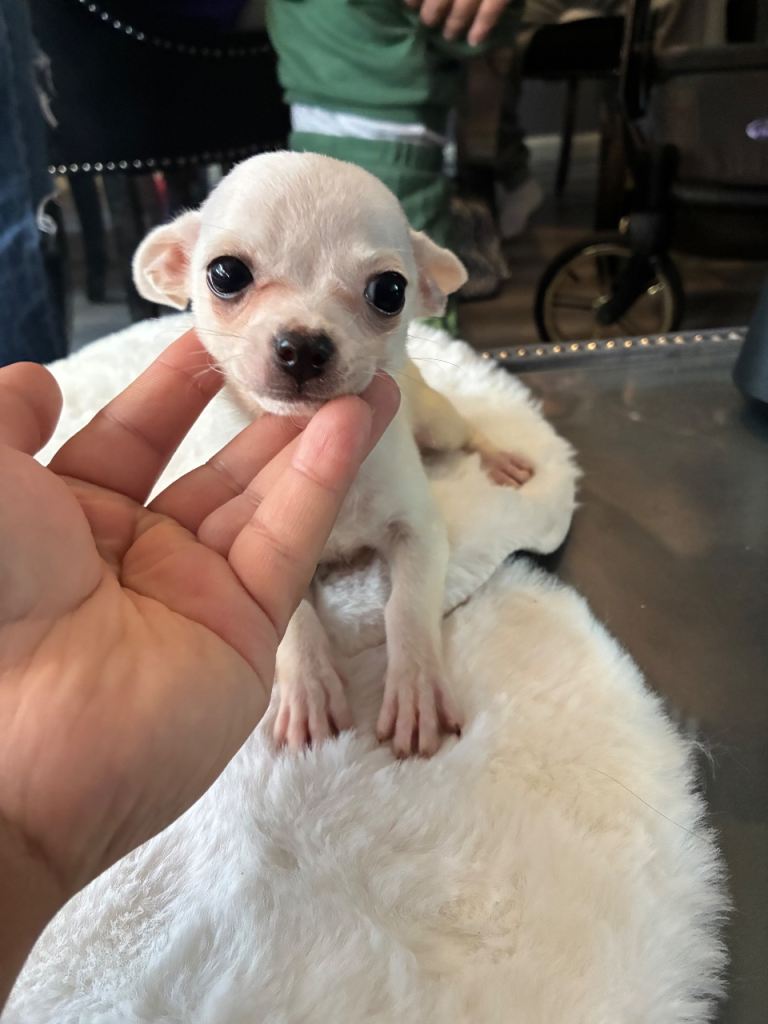 CHIHUAHUA *****Tiny**** puppies 