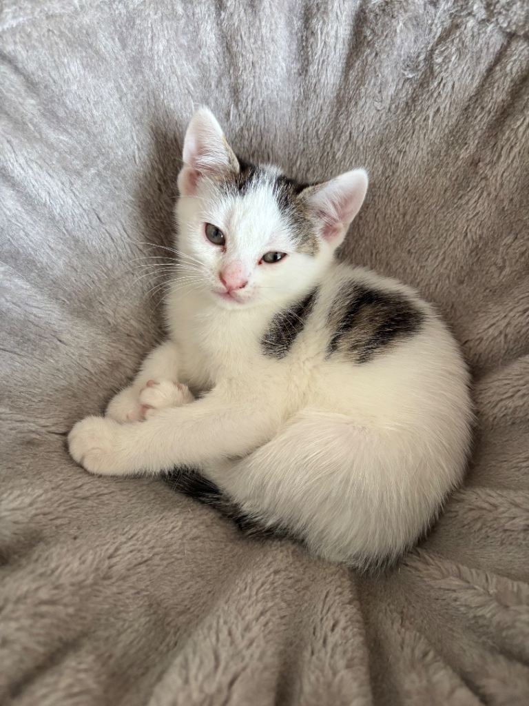 Available kitten!