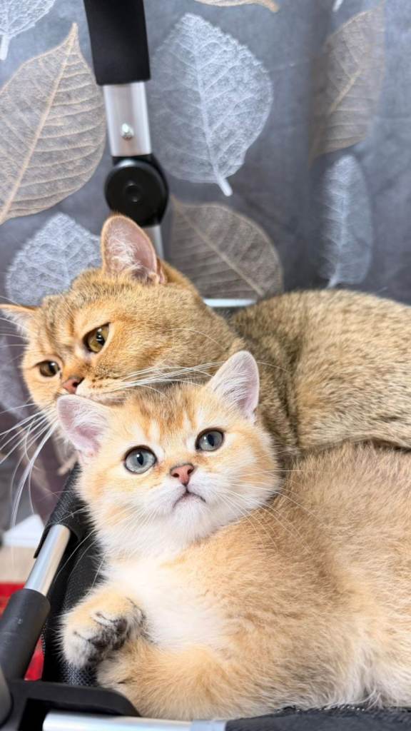 Male cats
