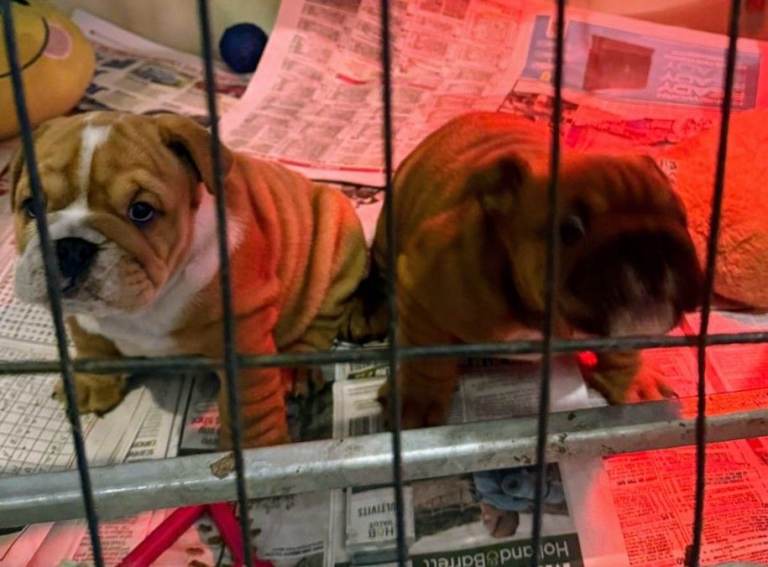 Beautiful English Bulldog Puppies