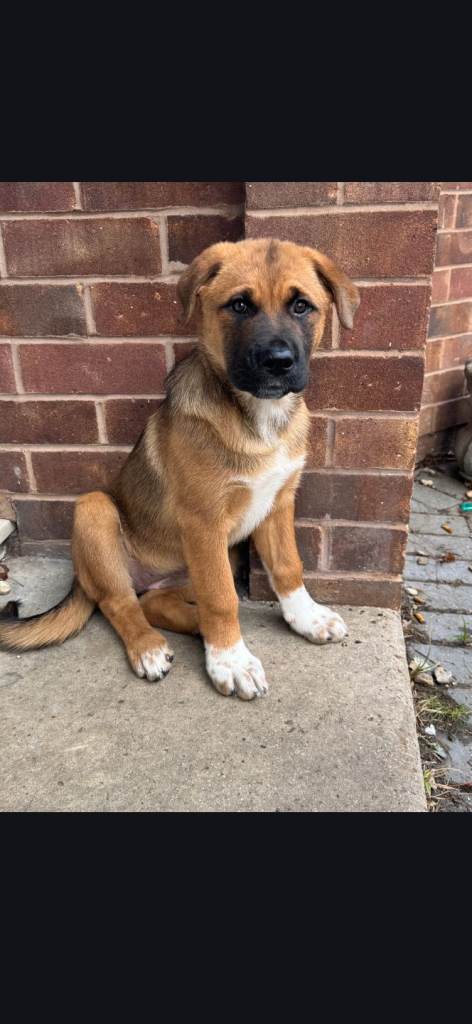 11 week old akita x rottweiler £500