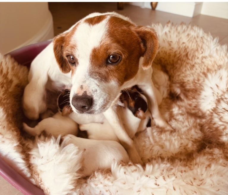 For beautiful parson Jack Russell for sale 