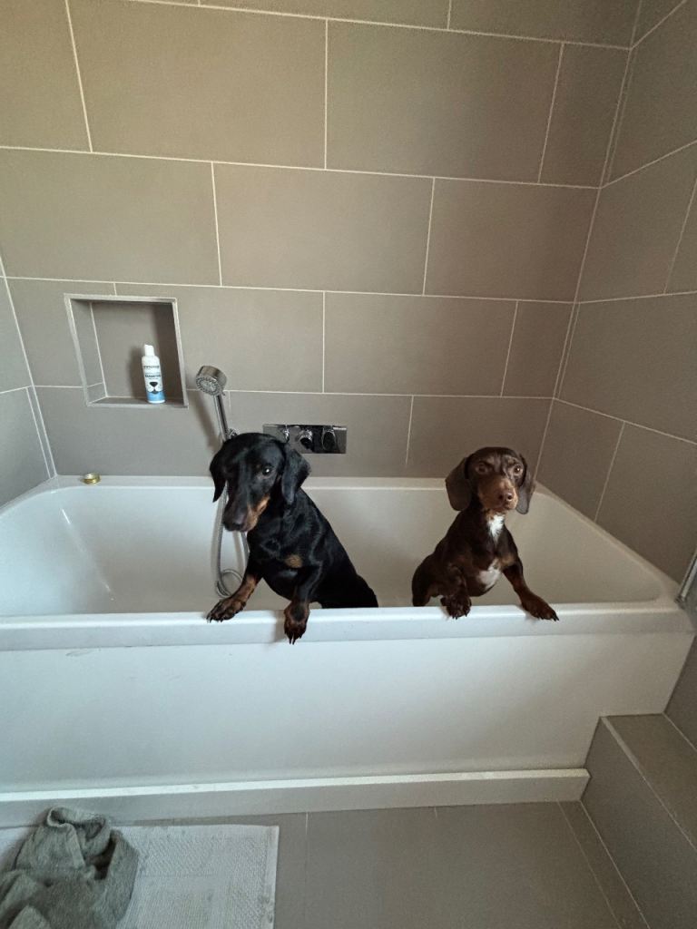 2 dachshunds (house/crate trained)