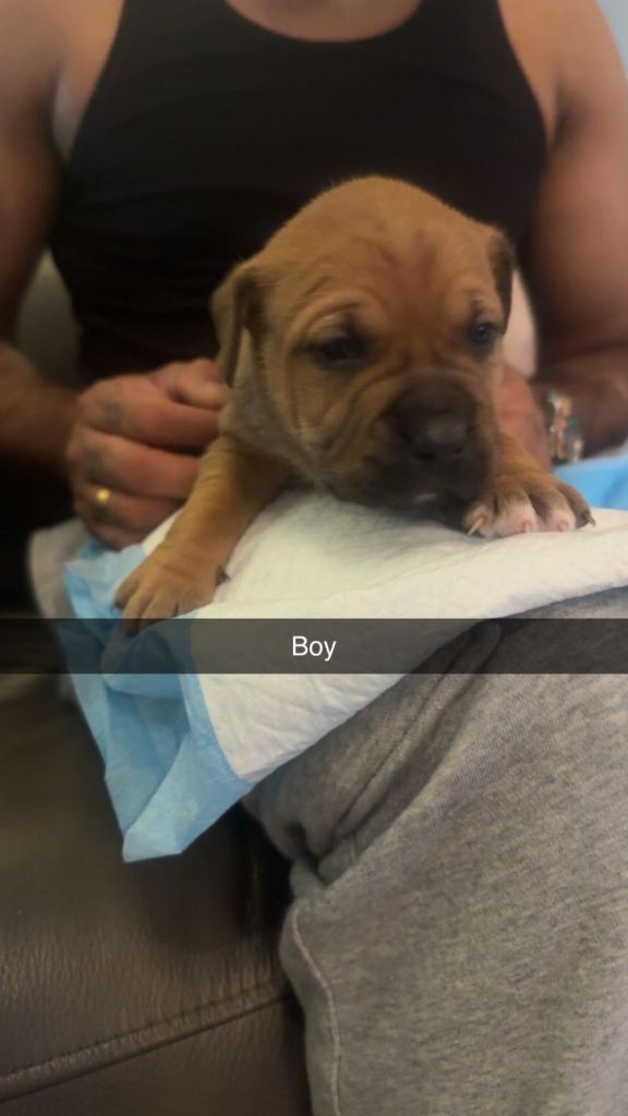 Staffordshire bull terrier 