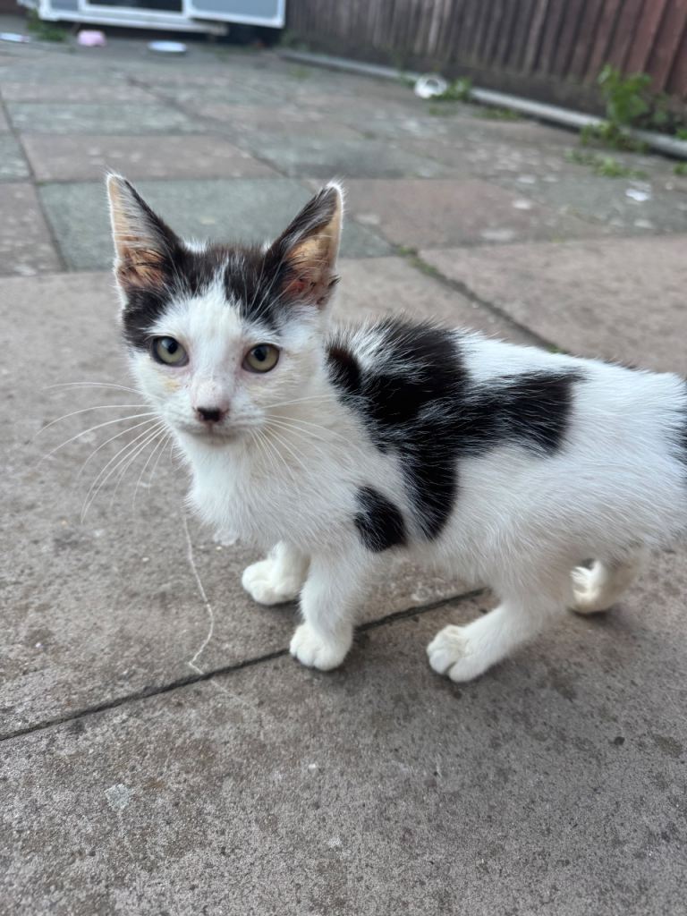 Black and white kitten for sale
